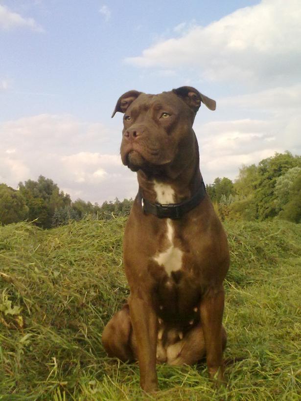 Prada (Labrador, Pointer) Labrador Pointer 